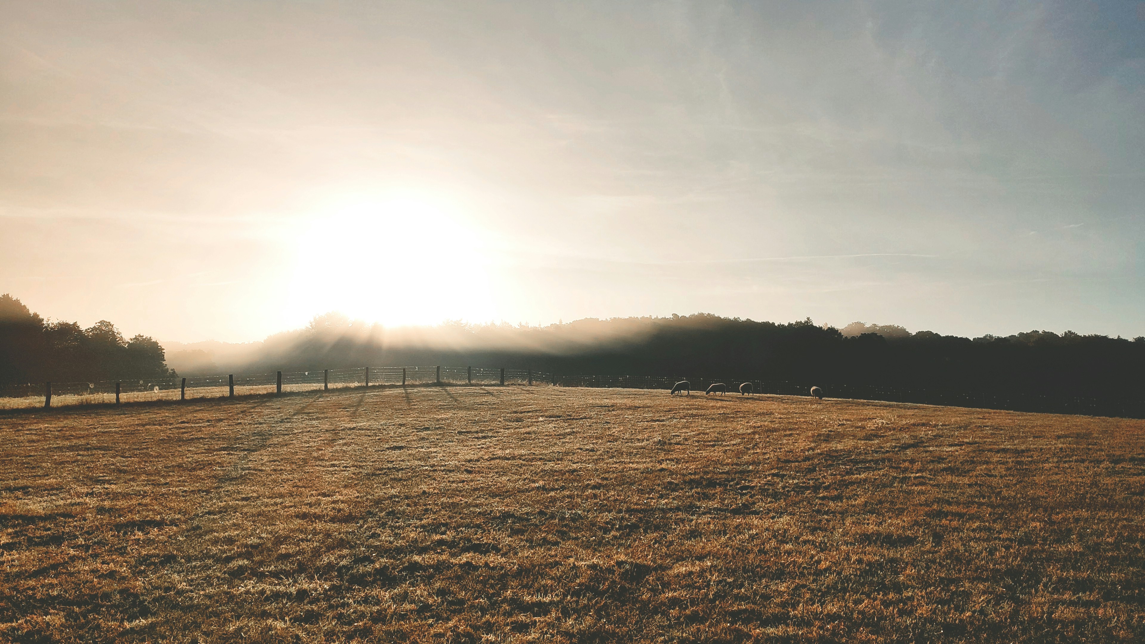 ein Feld mit Zaun und Bäumen im Hintergrund