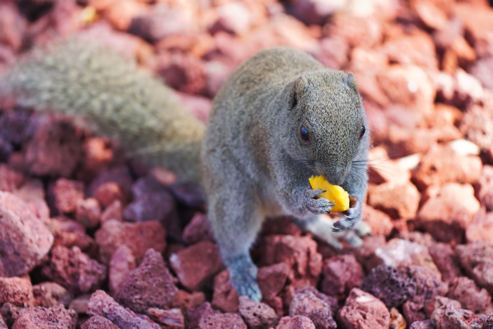 a small animal eating a yellow object