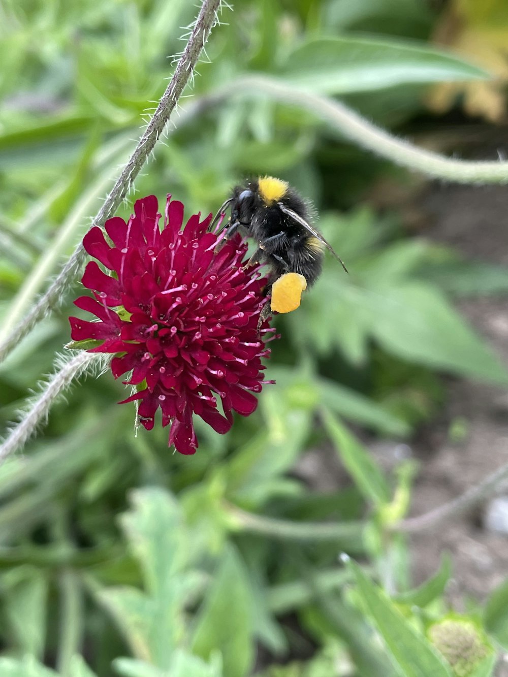 a bee on a flower