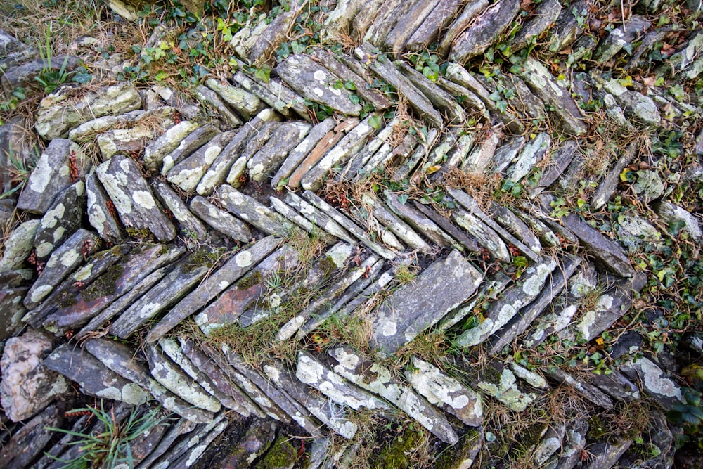 a pile of dried leaves