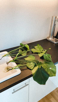 Compact CO2 monitor displayed on a kitchen counter with plants around.