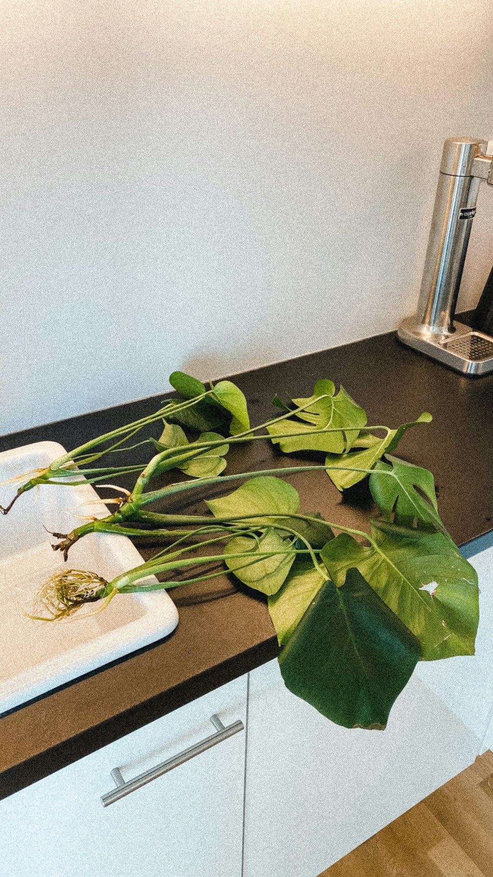 a plant on a counter