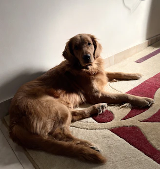 A cozy beige pet carpet laid out in a sunlit living room with a relaxed golden retriever lying on it.