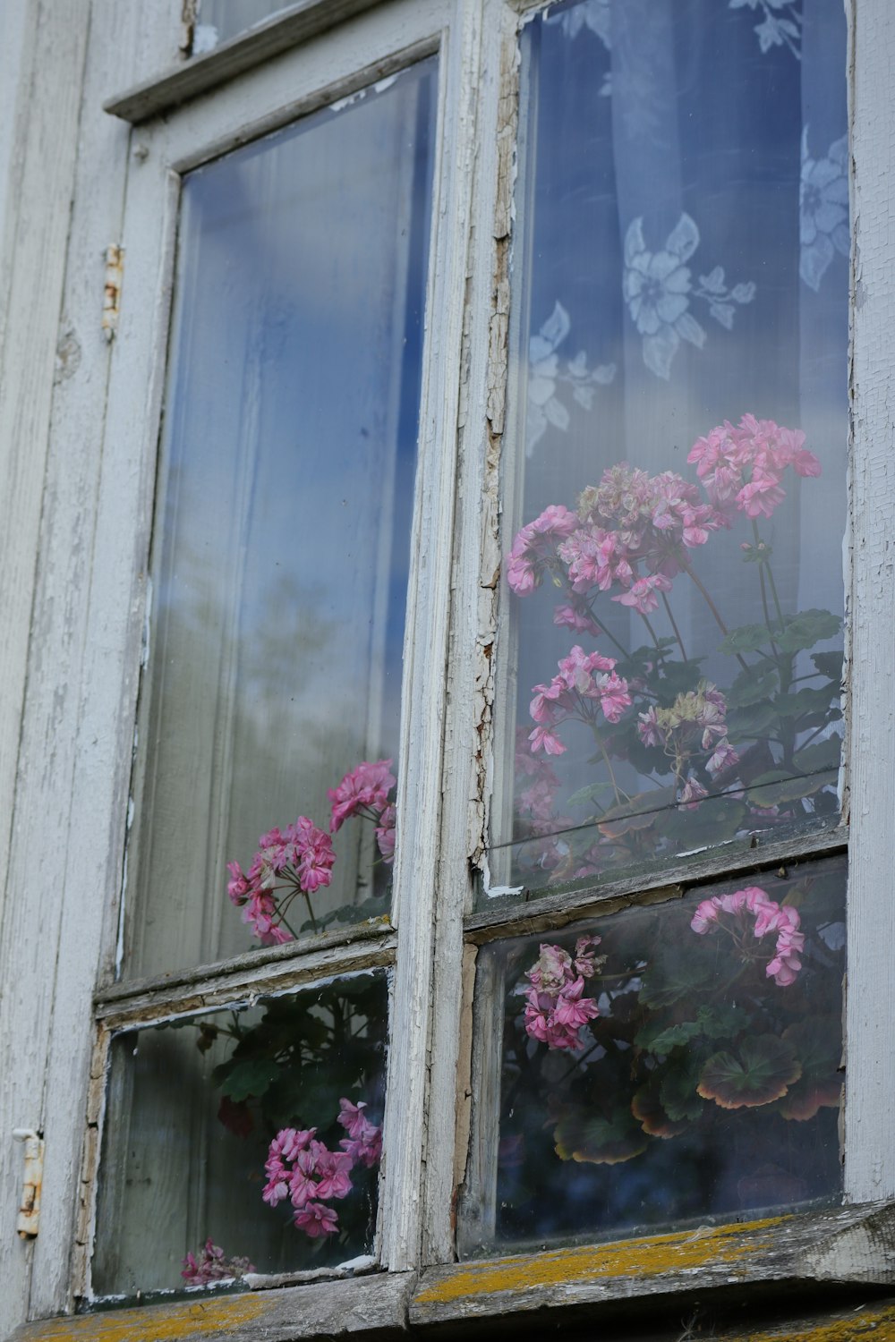 a window with flowers on it