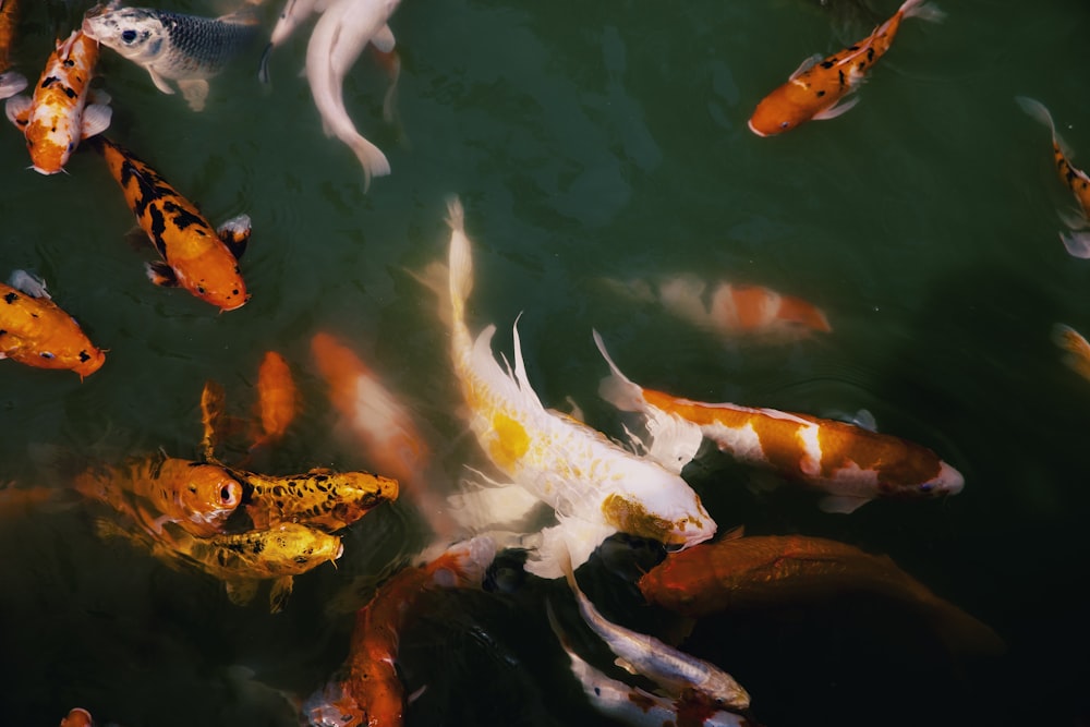 Un grupo de peces nadando en el agua