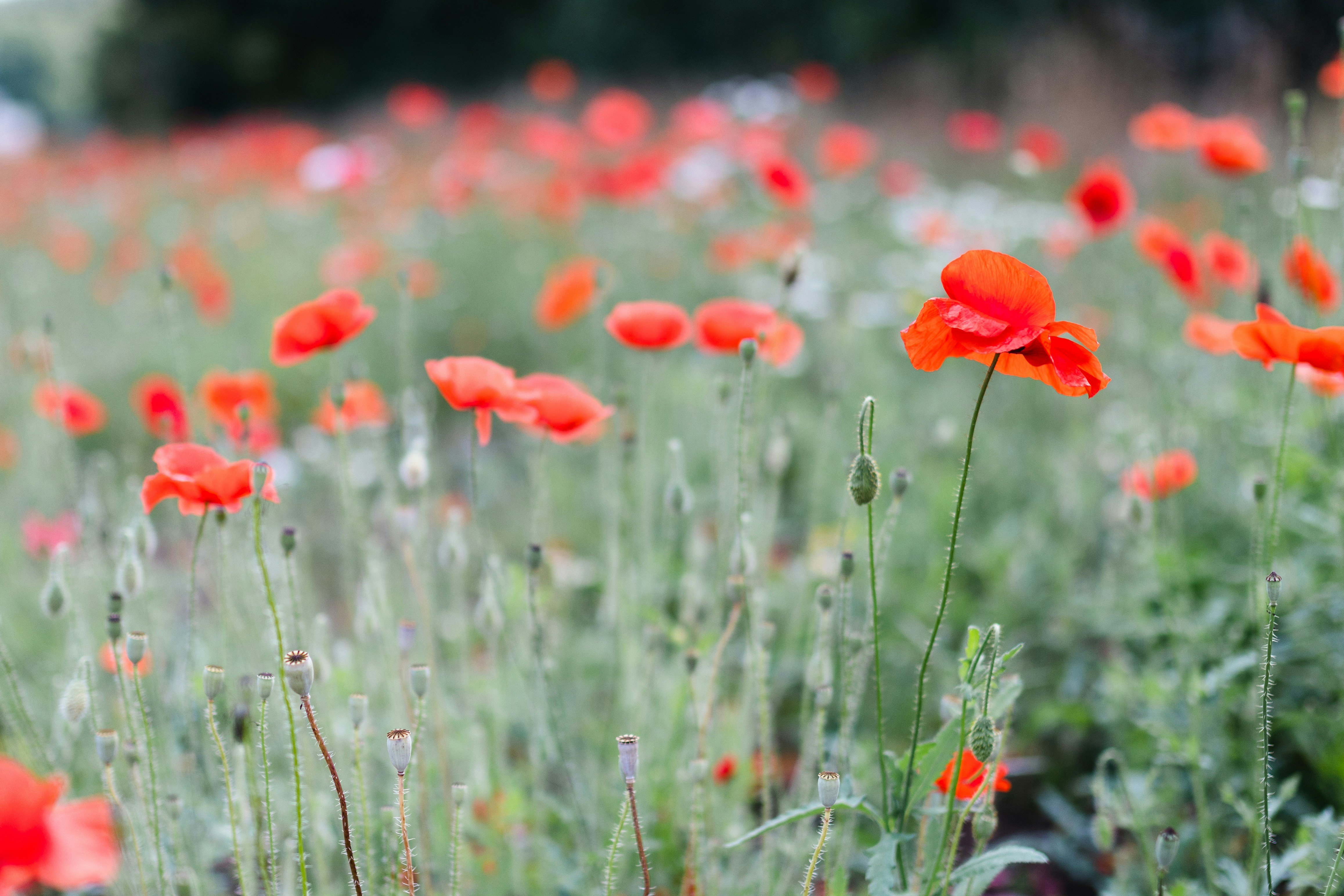 Photo by filipp_roman_photography