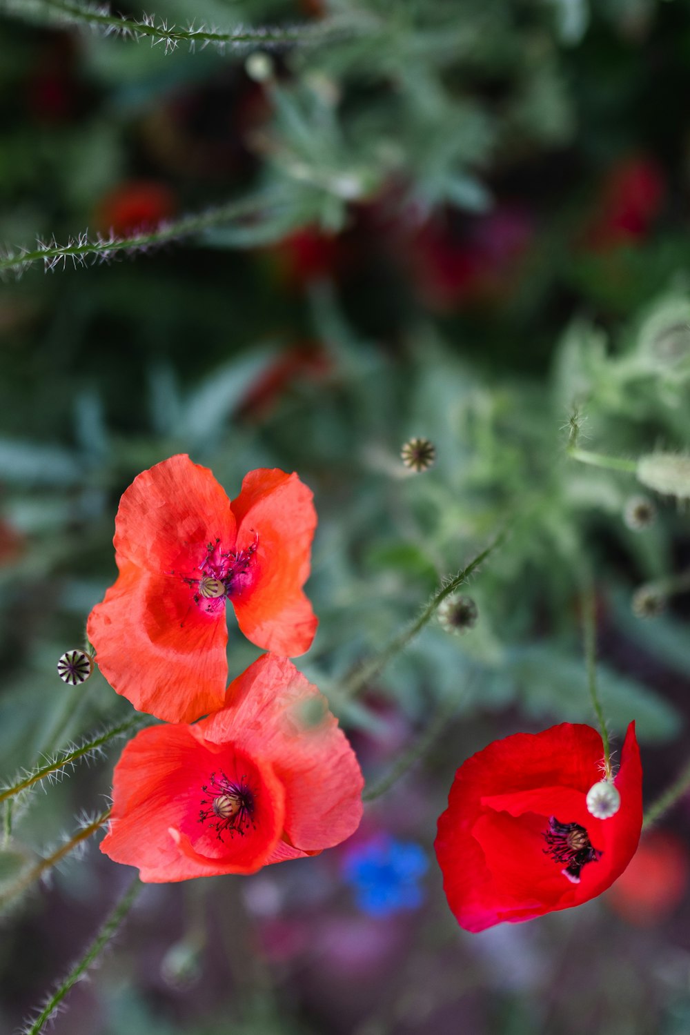 a group of red flowers