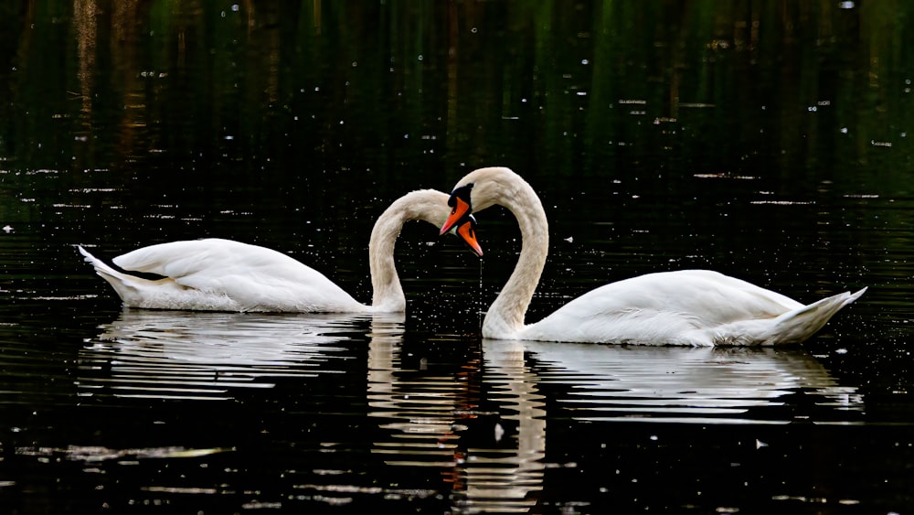a couple swans swimming in a lake