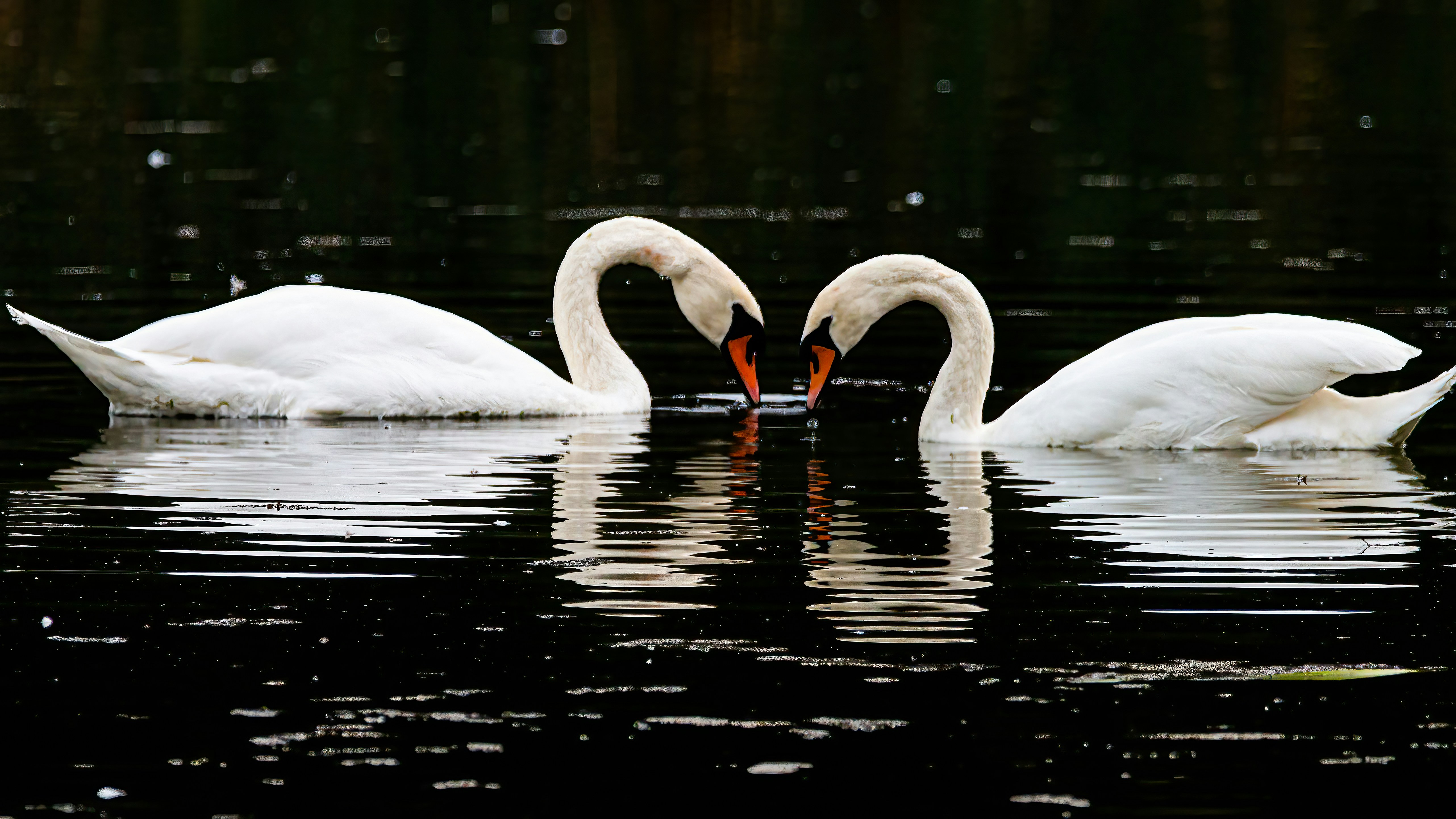 Libra: The Swan's Elegant Partnership Rituals (image credits: unsplash)