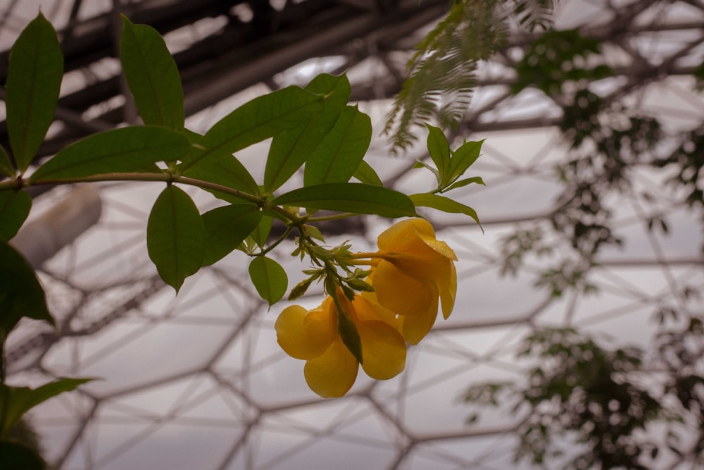 a plant with yellow flowers