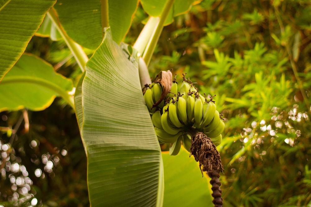 a bunch of bananas on a tree