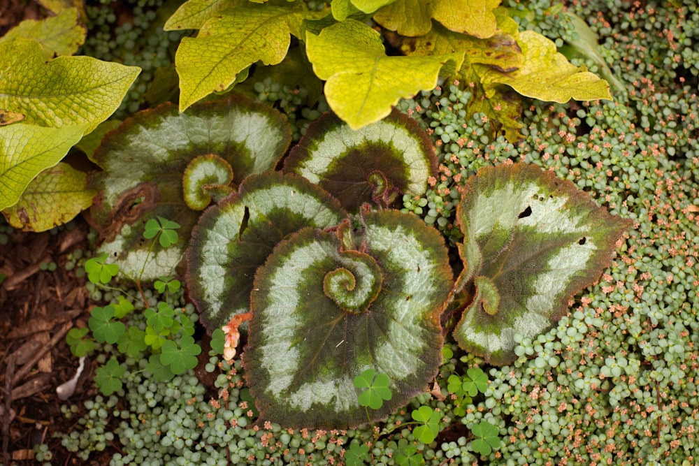 a group of leaves