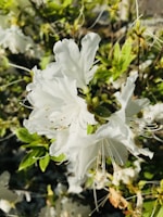Delicate white flowers with intricate petals and long stamens are surrounded by vibrant green leaves. The soft sunlight illuminates the blooms, creating a serene and natural ambiance.