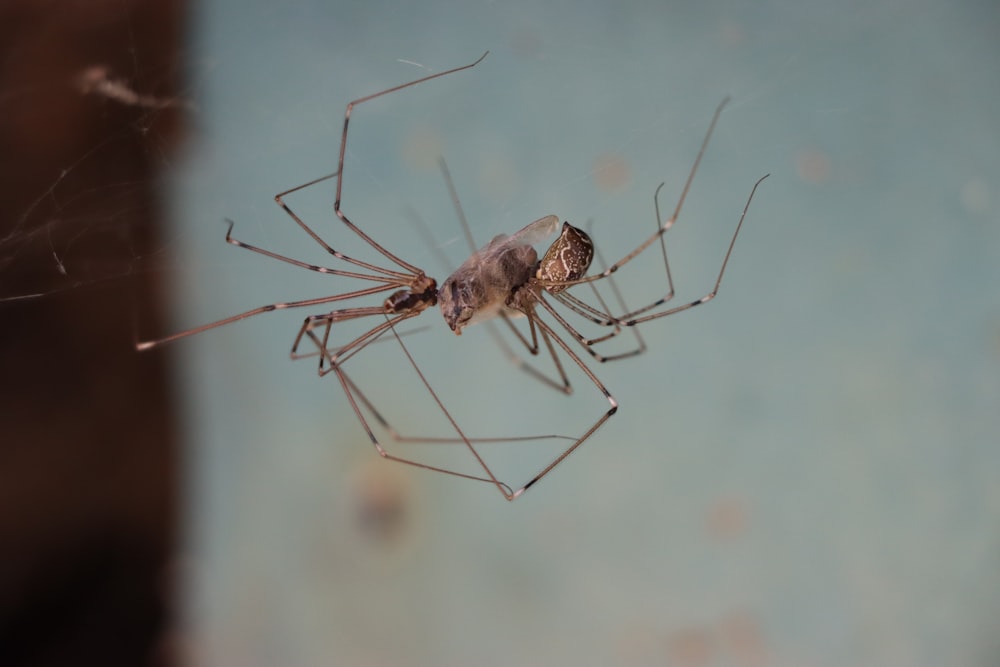 a close up of a spider