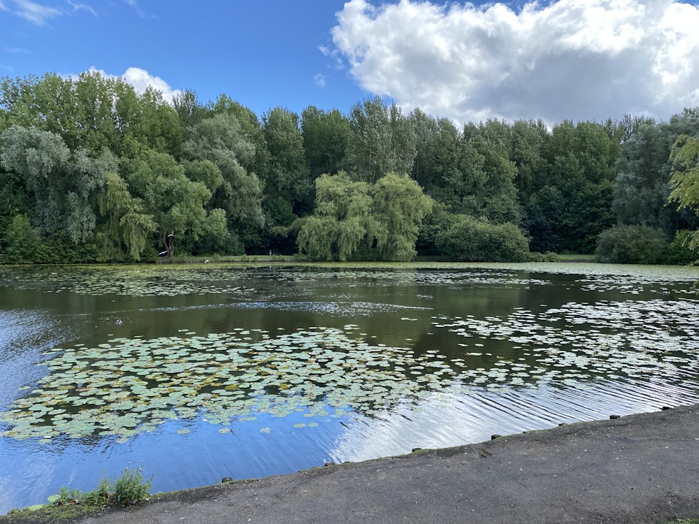 a body of water with trees around it