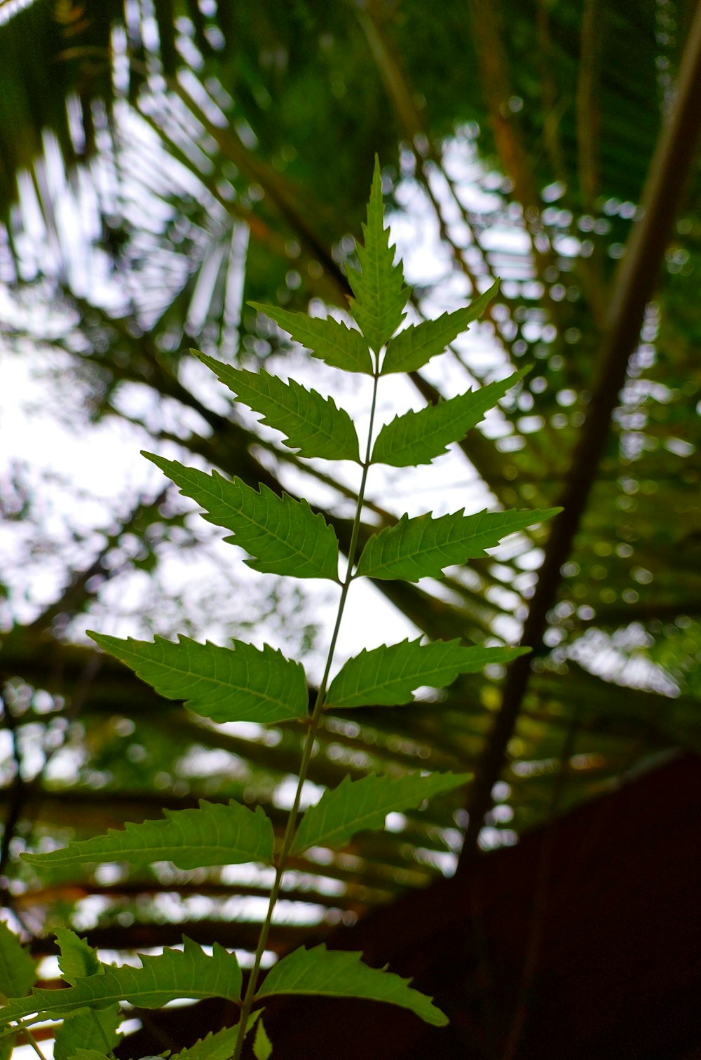 a close-up of a tree