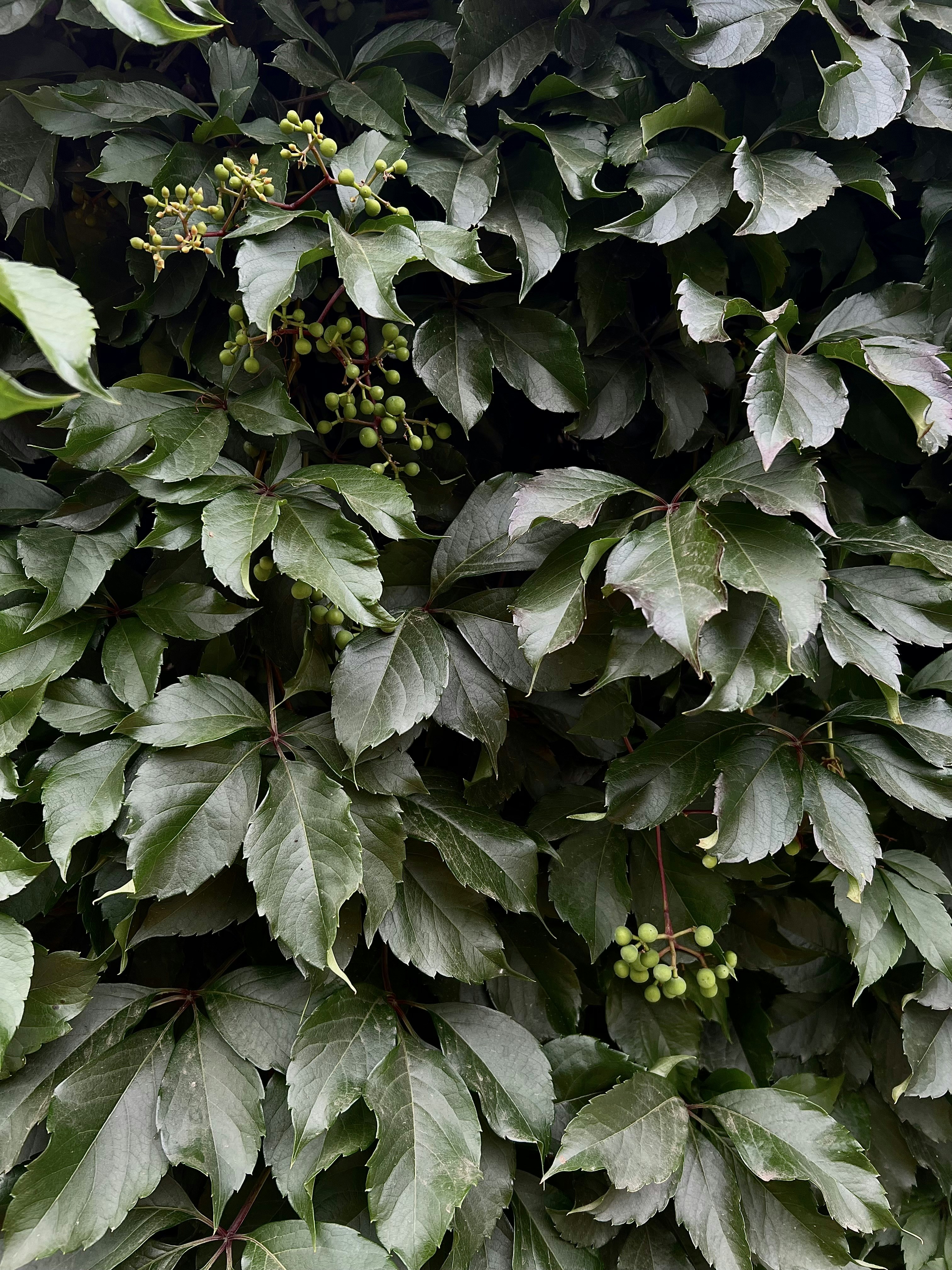 Photo by rufinaselina