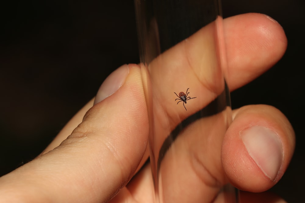 Una persona sosteniendo un pequeño insecto