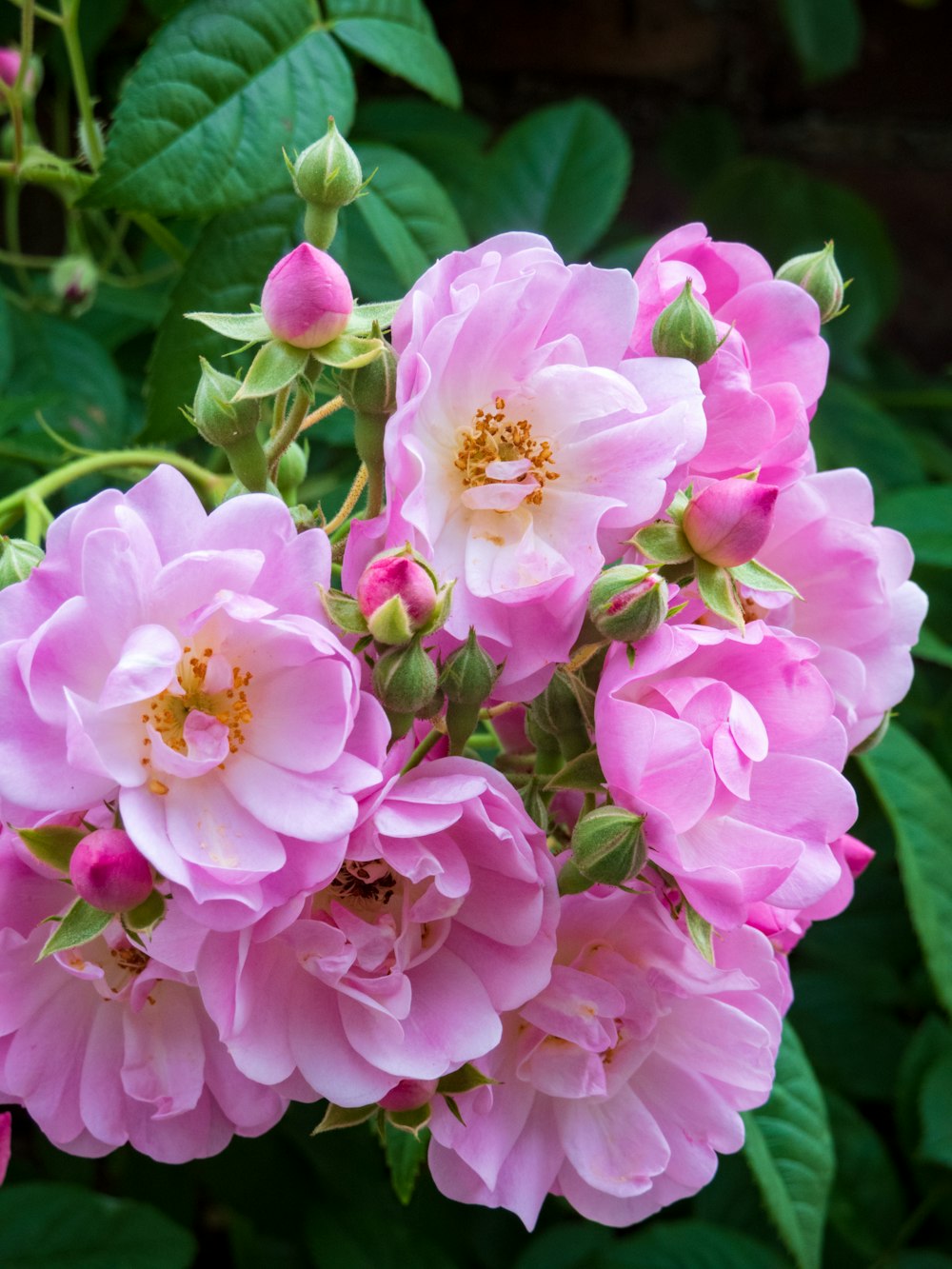 a group of pink flowers