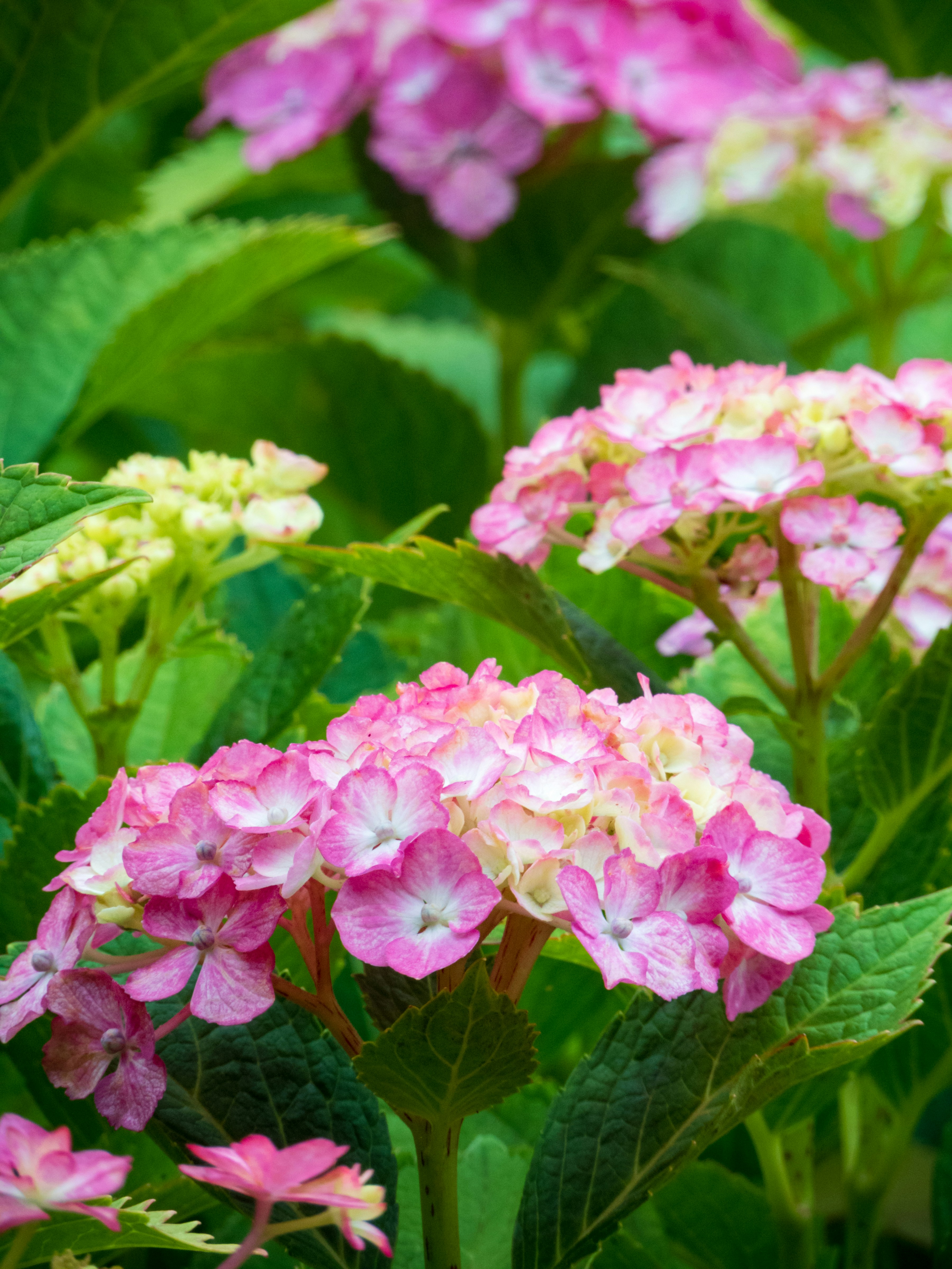 Photo by heppoko_yama