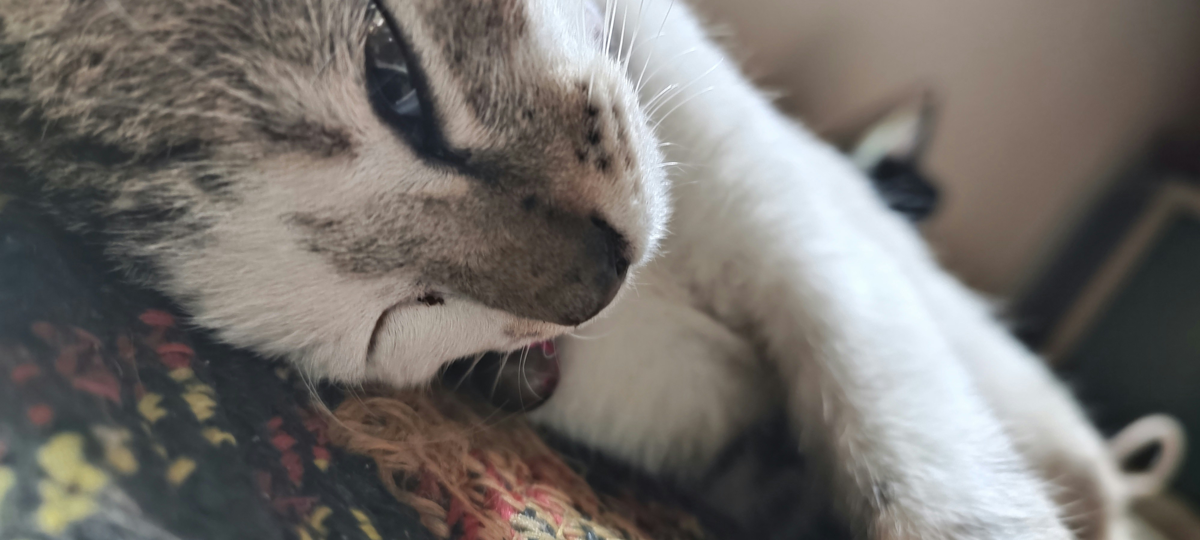 18 Whimsical Tortoiseshell Cat Names Based on Mixed Color Coats