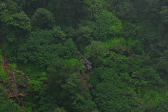 A vibrant forest landscape in Goa with native wildlife and a traditional heritage structure in the background.