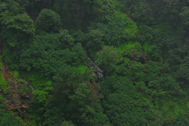 A vibrant forest landscape in Goa with native wildlife and a traditional heritage structure in the background.