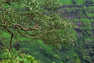 A lush, green landscape with dense foliage covering a hilly area. A monkey is perched on the branches of a tree in the foreground, surrounded by abundant leaves. The background features steep, vegetated cliffs with small waterfalls.