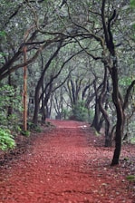 a path with trees on either side