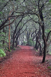 a path with trees on either side