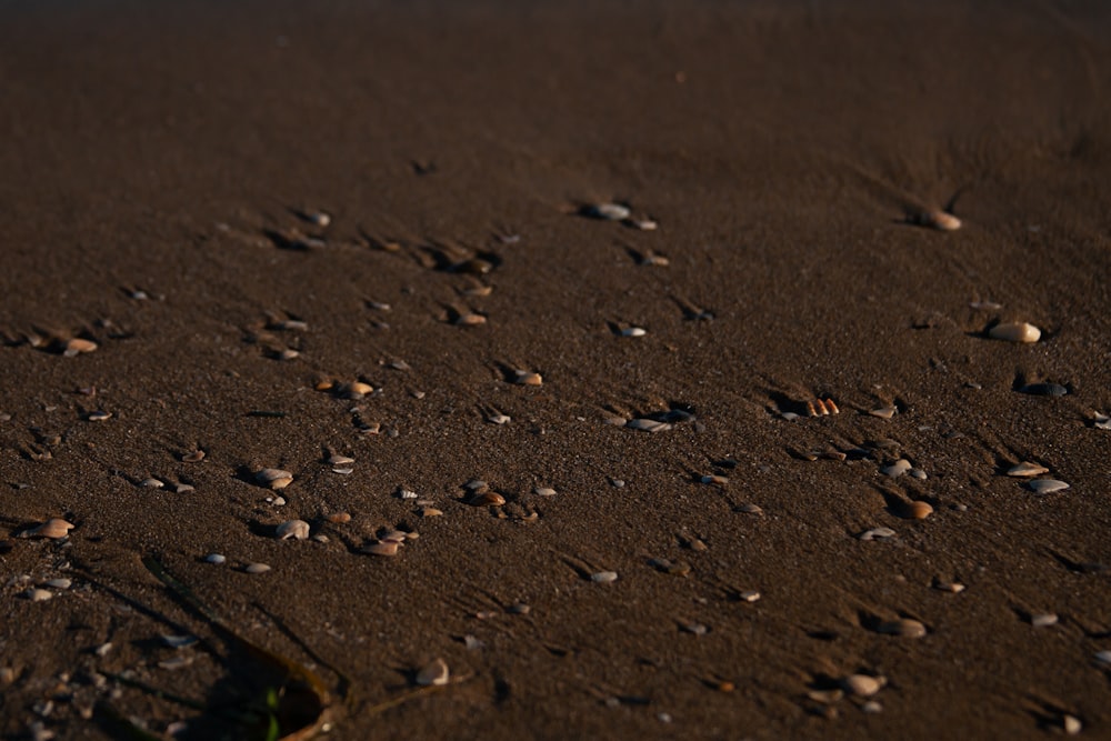 a close-up of a dirt road