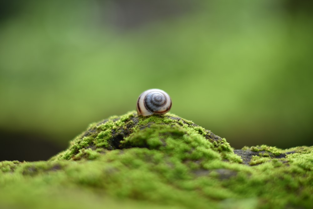 a snail on a mossy rock