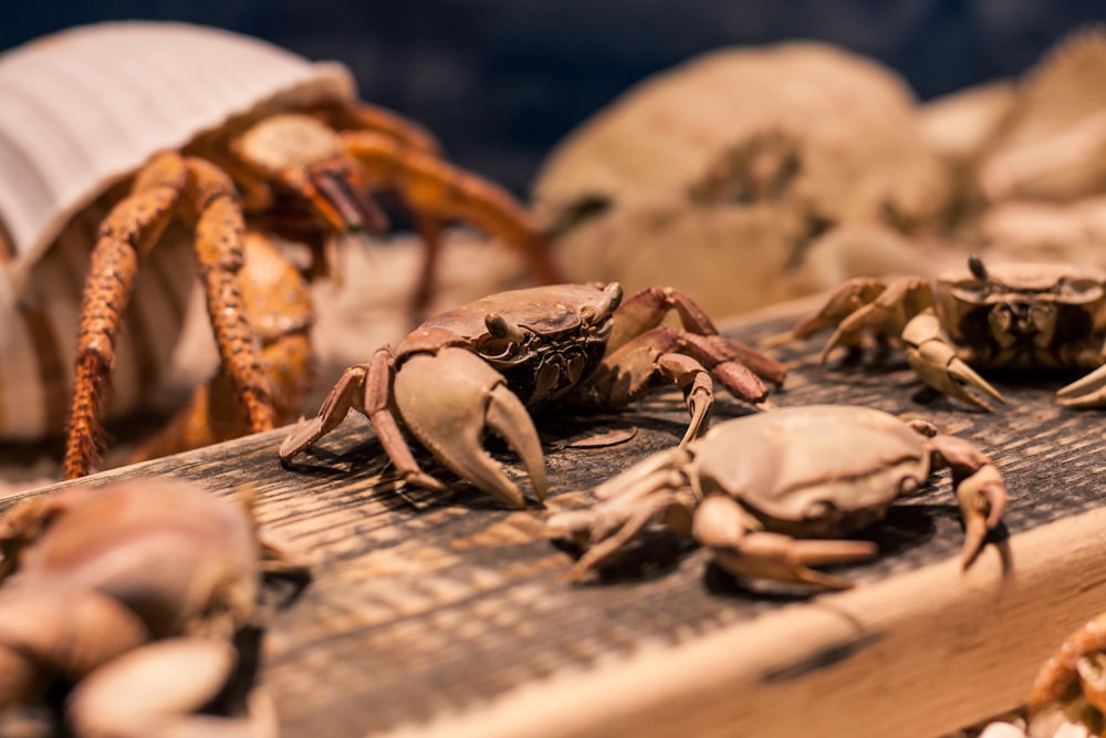 a group of crabs on a wooden surface