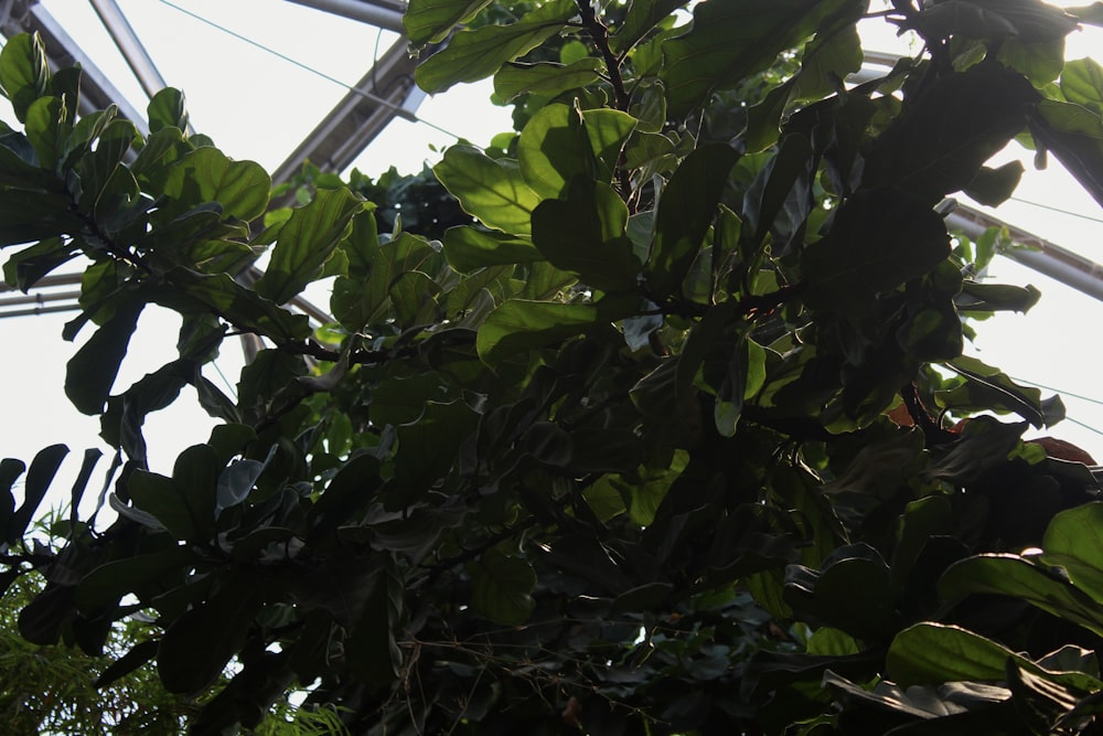 a tree with green leaves