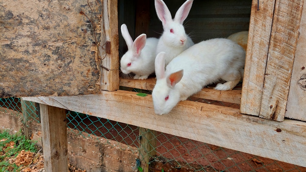 a group of white rabbits in a wooden box