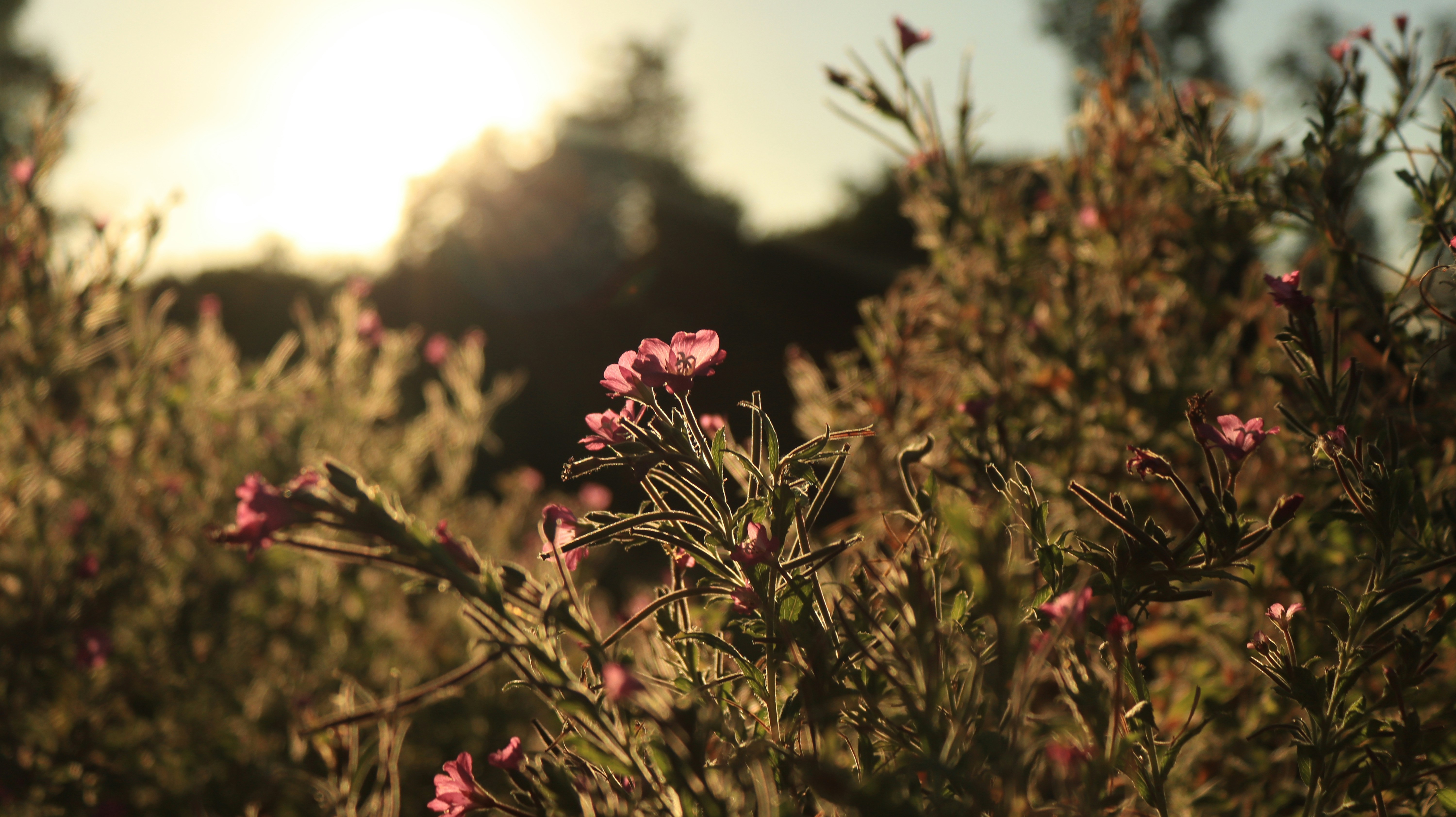 Afbeelding van Bleiswijk