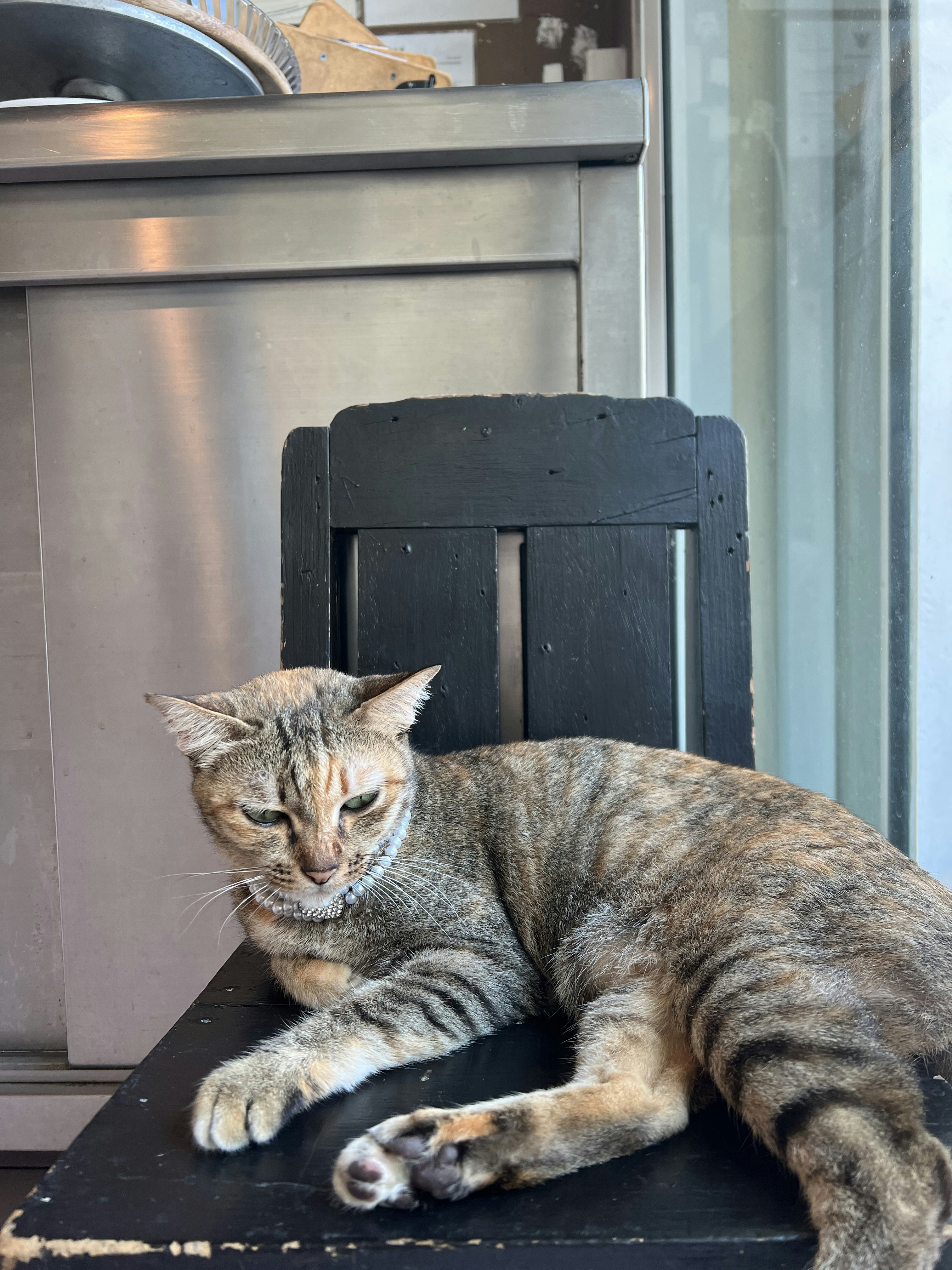 un chat allongé sur une chaise