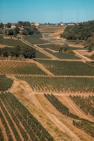 Expansive vineyard landscape with meticulously lined rows of grapevines stretching across rolling hills. Dirt paths crisscross through the fields. Residential buildings and trees can be seen in the background under a clear blue sky.