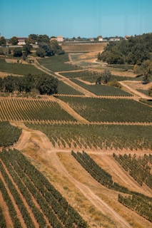 Expansive vineyard landscape with meticulously lined rows of grapevines stretching across rolling hills. Dirt paths crisscross through the fields. Residential buildings and trees can be seen in the background under a clear blue sky.