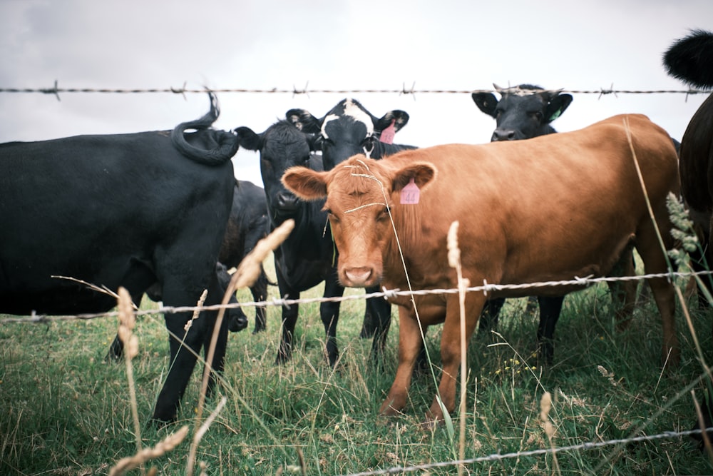 vacas atrás de uma cerca