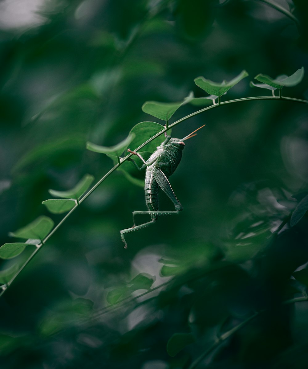 a spider on a web