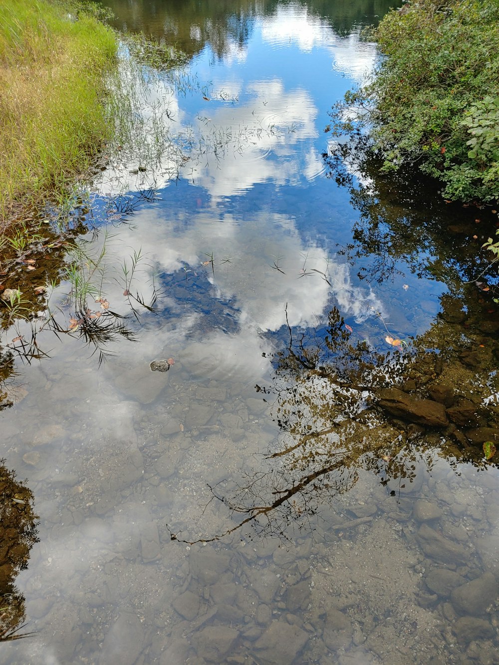 a river with a tree branch