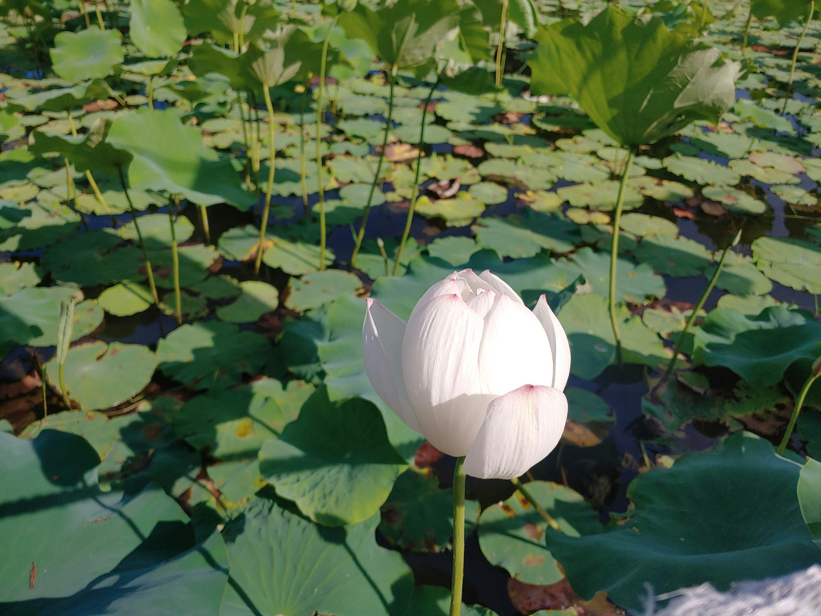 a white flower surrounded by green leaves