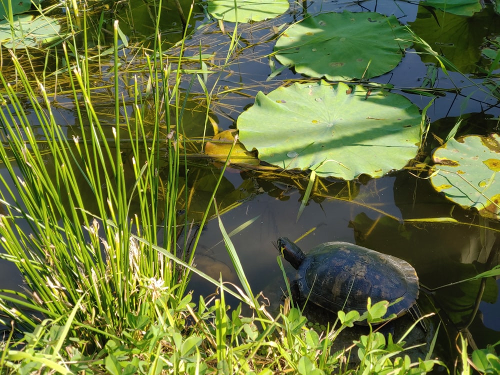 a turtle in a pond