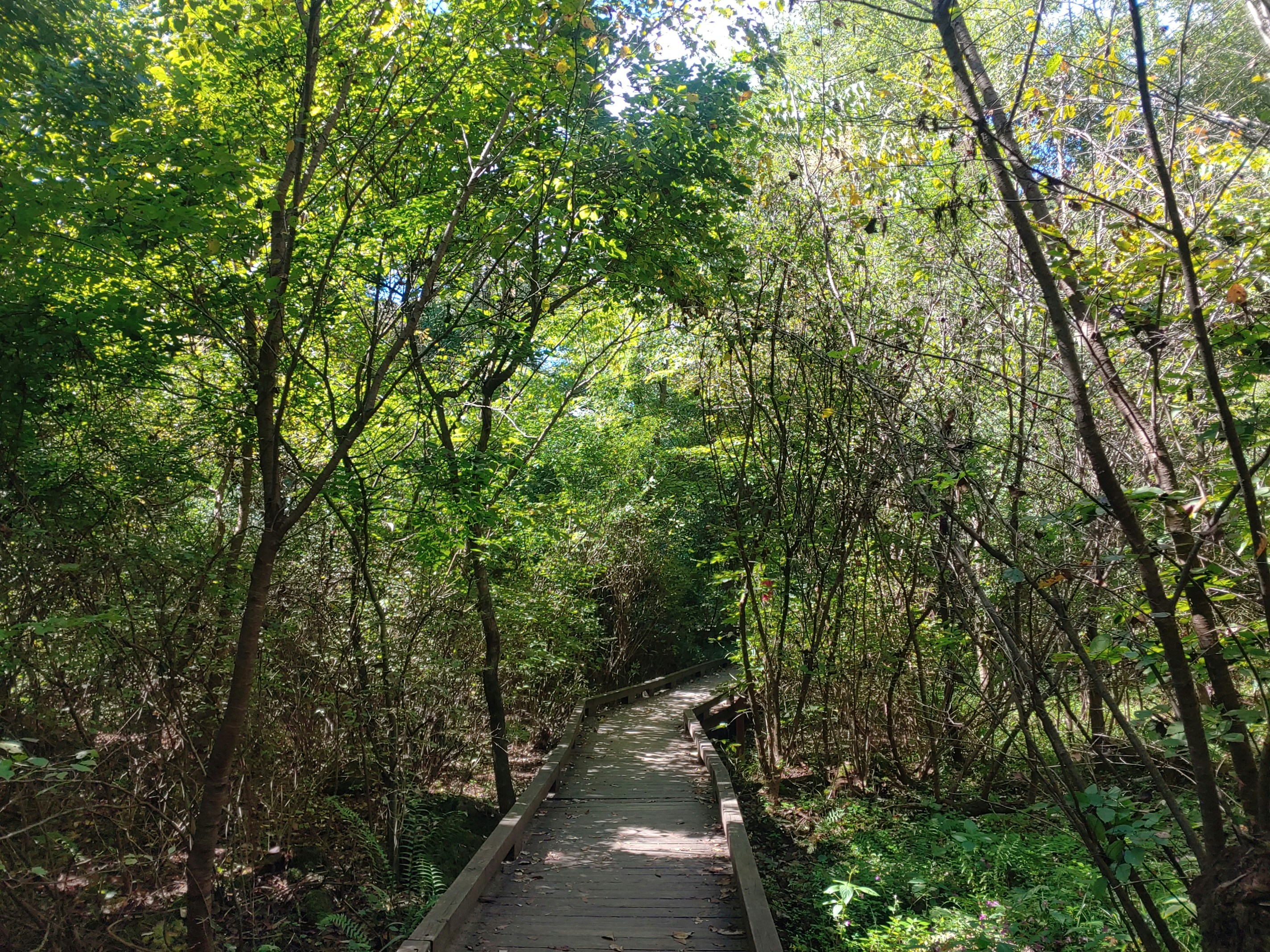 a path through a forest