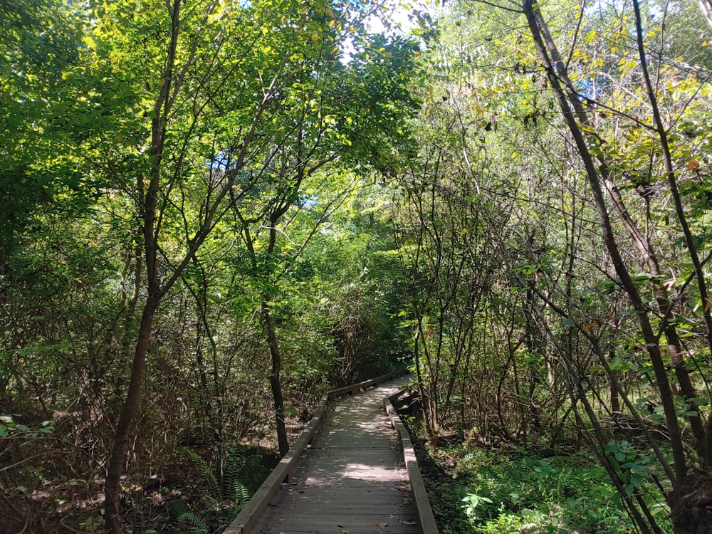 a path through a forest