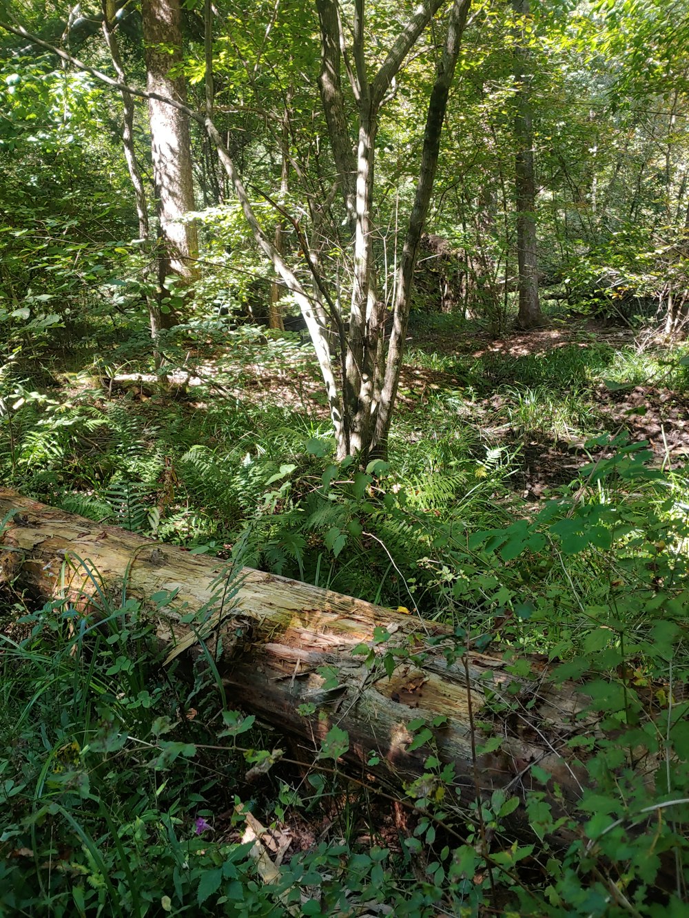 a log in the woods