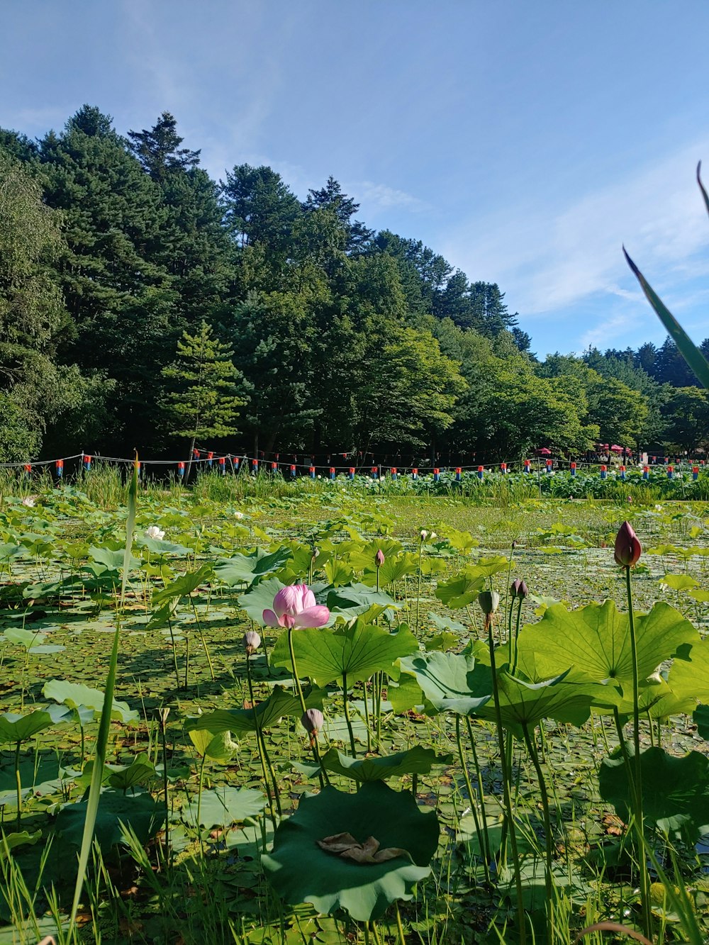 a field of flowers with trees in the background