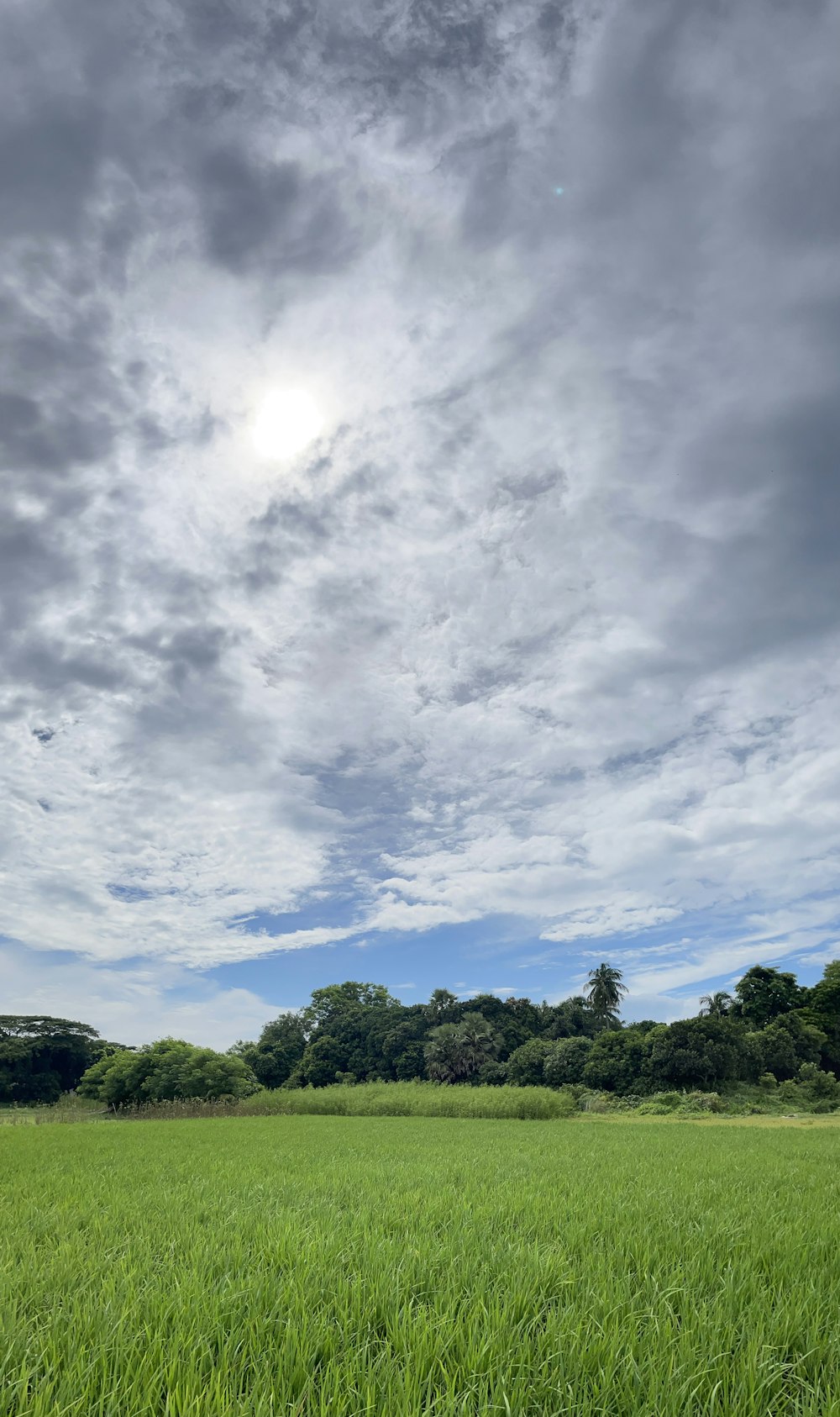 Un grande campo con alberi sullo sfondo