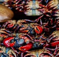 a pile of red and black crabs